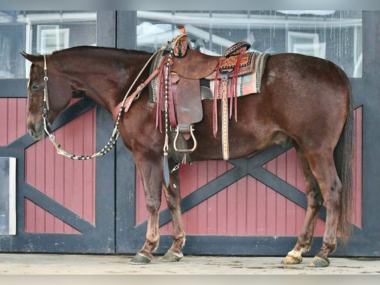 American Quarter Horse Wallach 9 Jahre 152 cm Dunkelfuchs in Rebersburg
