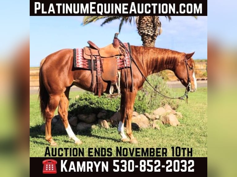 American Quarter Horse Wallach 9 Jahre 152 cm Dunkelfuchs in Pleasant Grove MO