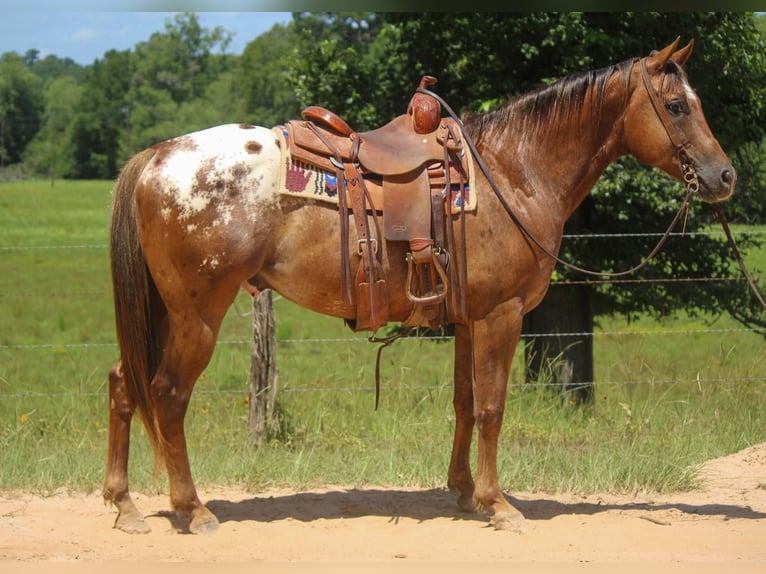 American Quarter Horse Wallach 9 Jahre 152 cm Dunkelfuchs in Rusk TX
