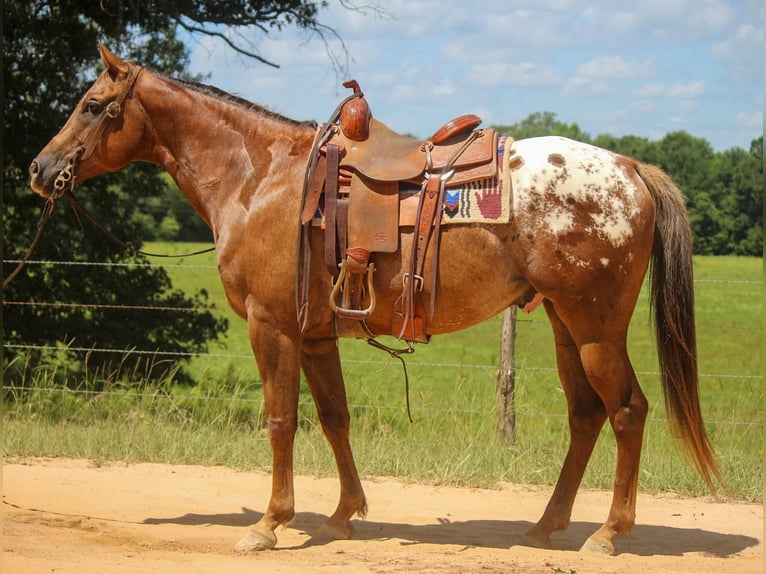 American Quarter Horse Wallach 9 Jahre 152 cm Dunkelfuchs in Rusk TX