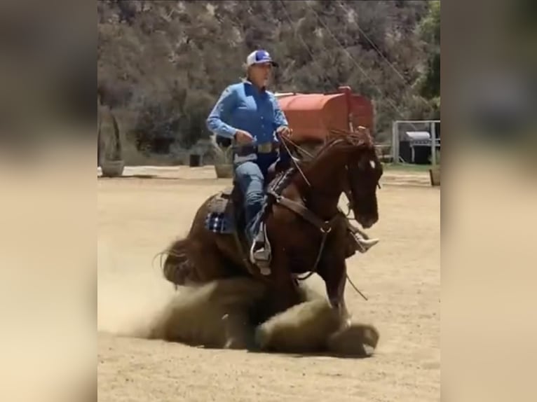 American Quarter Horse Wallach 9 Jahre 152 cm Dunkelfuchs in Sandston VA