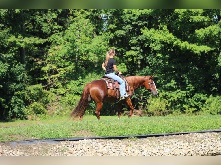 American Quarter Horse Wallach 9 Jahre 152 cm Dunkelfuchs in Wooster OH
