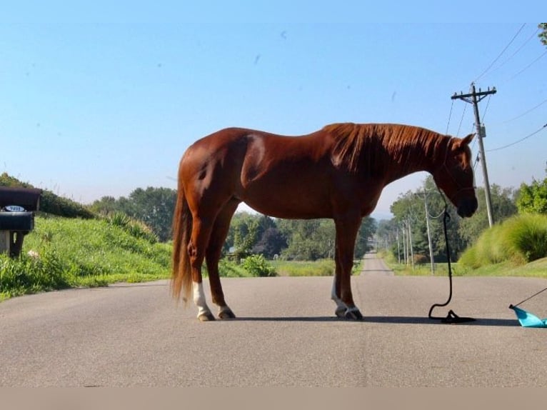 American Quarter Horse Wallach 9 Jahre 152 cm Dunkelfuchs in Wooster OH
