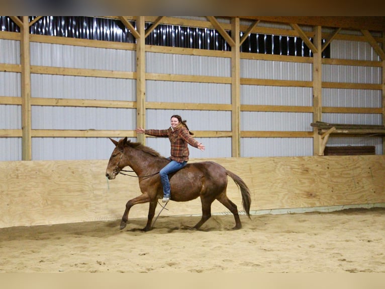 American Quarter Horse Wallach 9 Jahre 152 cm Dunkelfuchs in Howell MI