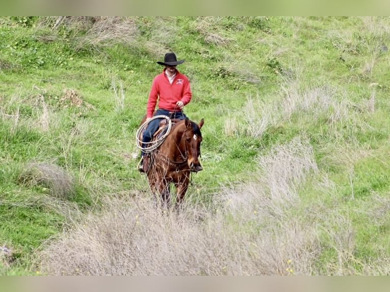 American Quarter Horse Wallach 9 Jahre 152 cm Falbe in Paicines CA