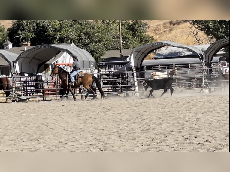 American Quarter Horse Wallach 9 Jahre 152 cm Falbe in Paicines CA