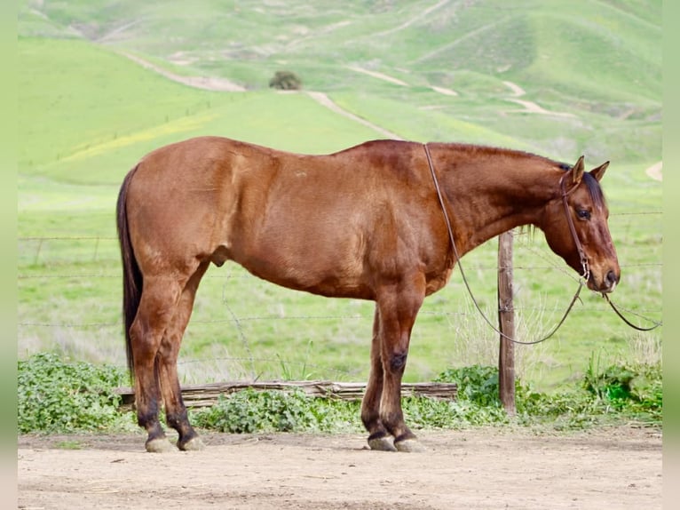 American Quarter Horse Wallach 9 Jahre 152 cm Falbe in Paicines CA
