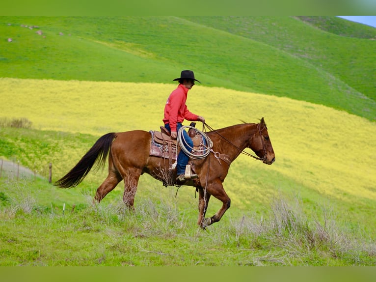 American Quarter Horse Wallach 9 Jahre 152 cm Falbe in Paicines CA