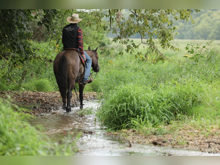 American Quarter Horse Wallach 9 Jahre 152 cm Grullo in Bellevue