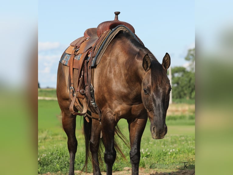 American Quarter Horse Wallach 9 Jahre 152 cm Grullo in Bellevue