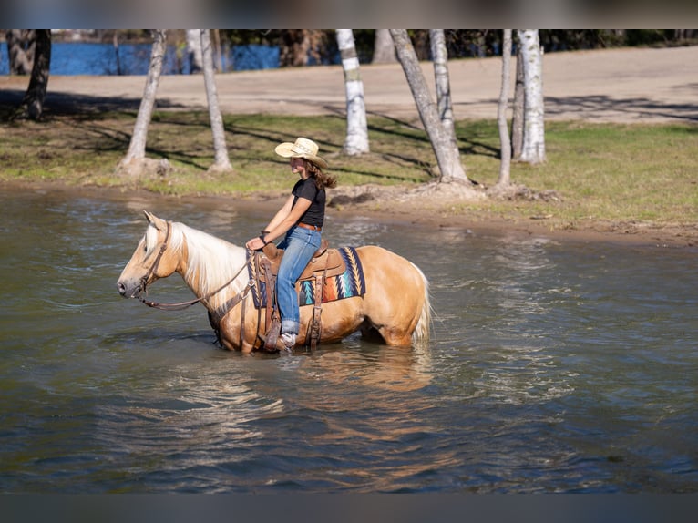 American Quarter Horse Wallach 9 Jahre 152 cm Palomino in Nevis