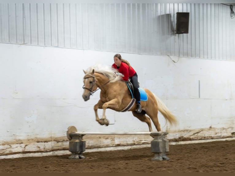 American Quarter Horse Wallach 9 Jahre 152 cm Palomino in Nevis