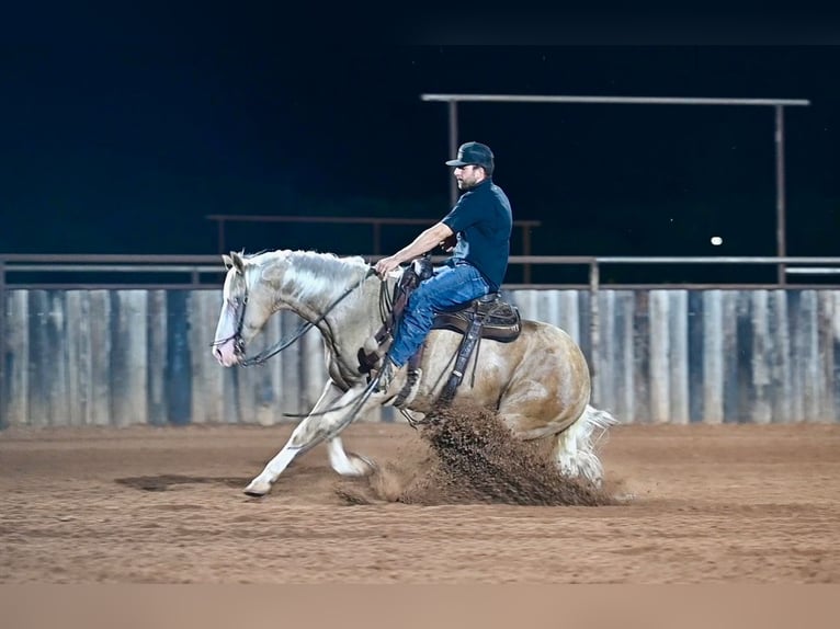 American Quarter Horse Wallach 9 Jahre 152 cm Palomino in Waco