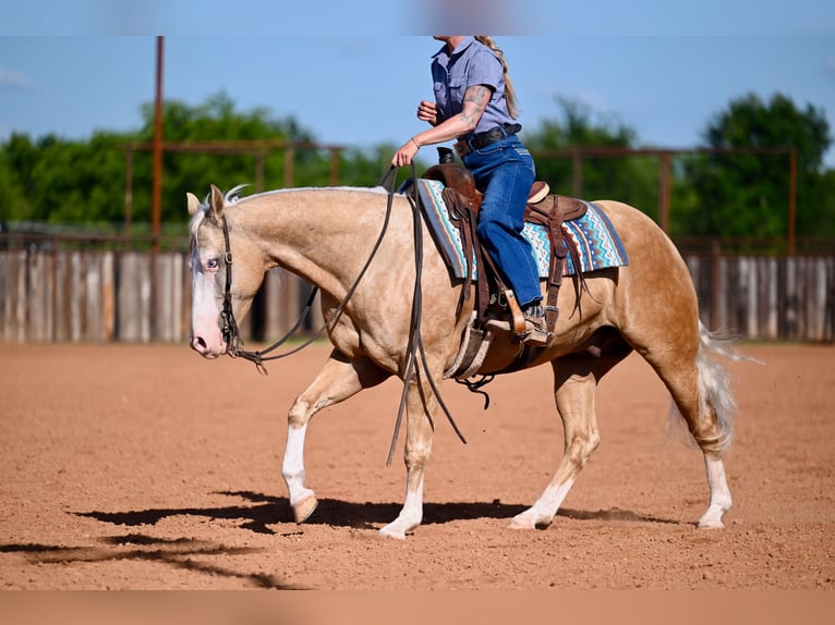 American Quarter Horse Wallach 9 Jahre 152 cm Palomino in Waco