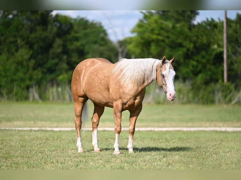 American Quarter Horse Wallach 9 Jahre 152 cm Palomino in Waco