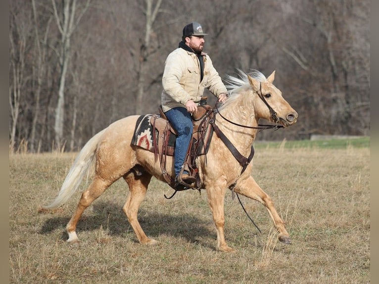 American Quarter Horse Wallach 9 Jahre 152 cm Palomino in Brodhead KY