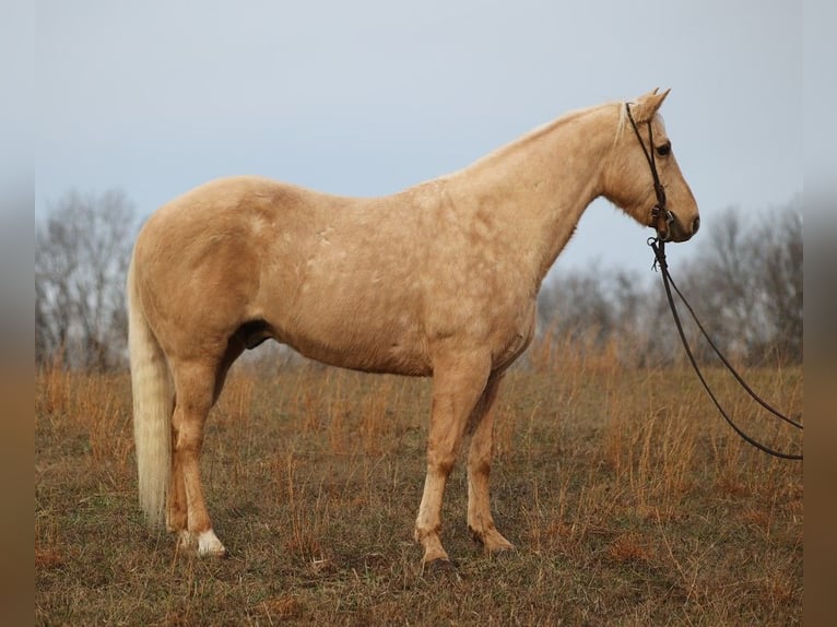 American Quarter Horse Wallach 9 Jahre 152 cm Palomino in Brodhead KY