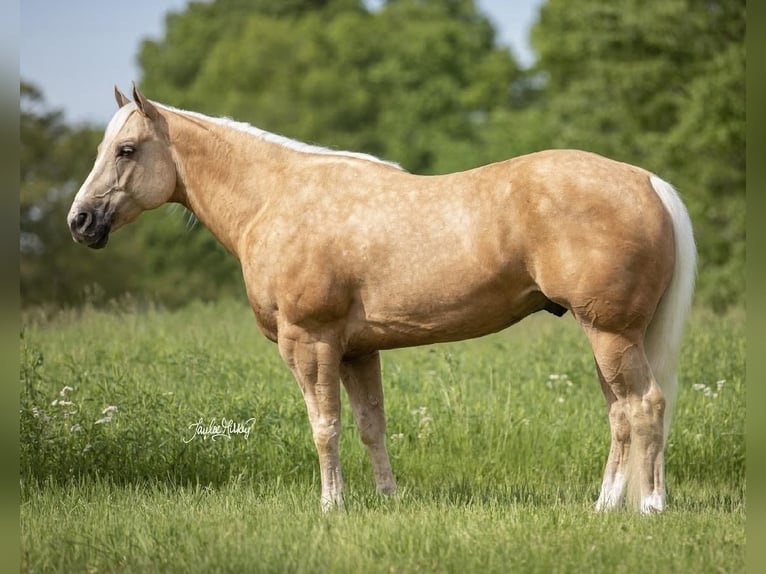 American Quarter Horse Wallach 9 Jahre 152 cm Palomino in Madisonville, KY