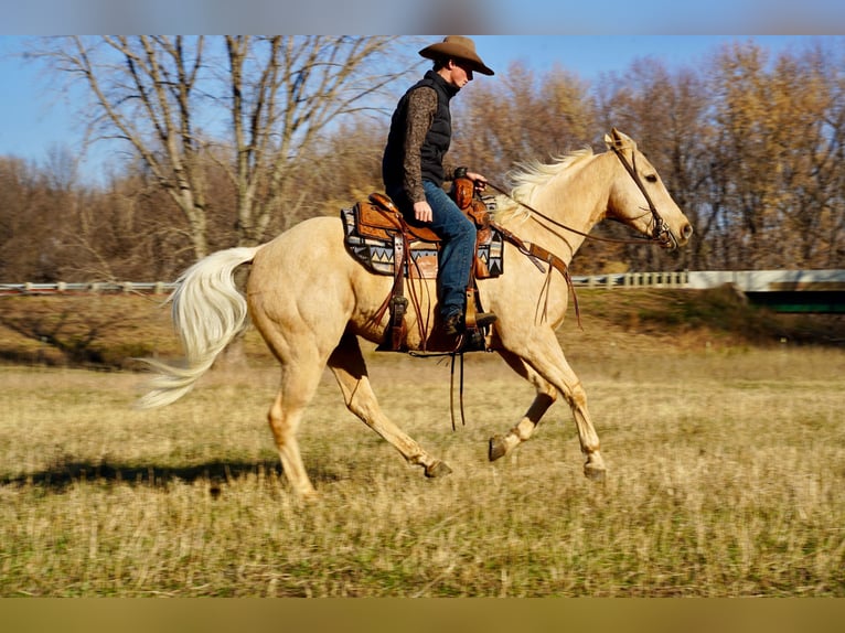 American Quarter Horse Wallach 9 Jahre 152 cm Palomino in Valley Springs