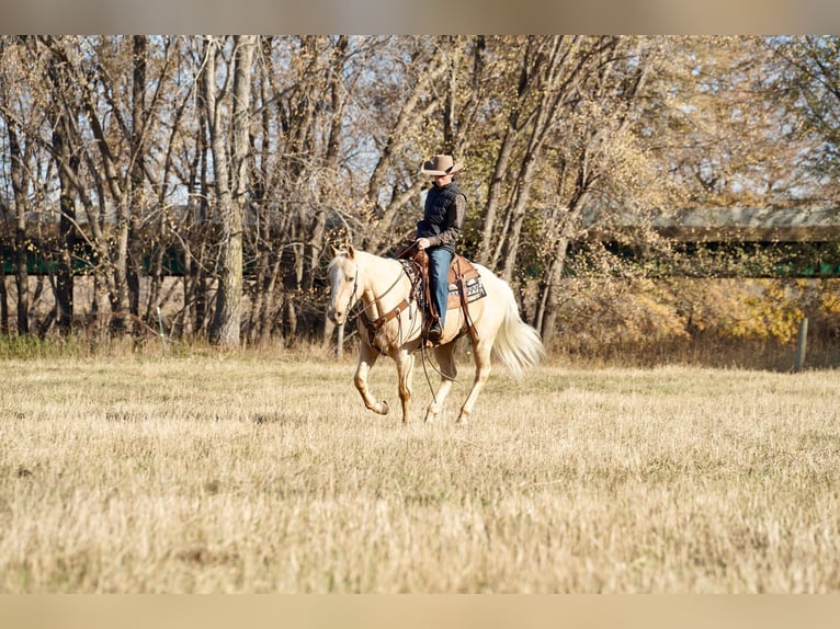 American Quarter Horse Wallach 9 Jahre 152 cm Palomino in Valley Springs