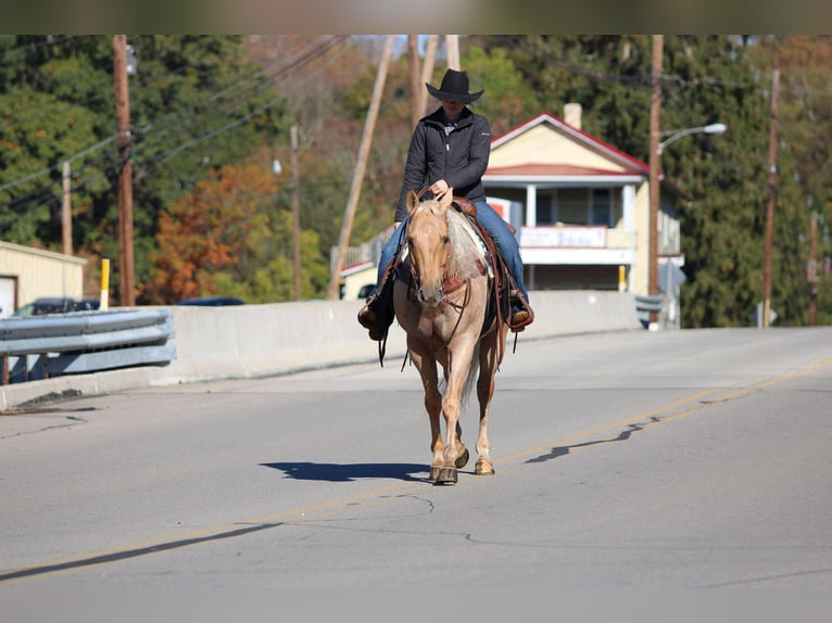 American Quarter Horse Wallach 9 Jahre 152 cm Palomino in Clarion American Quarter Horse Wallach 9 Jahre 152 cm Palomino in Clarion