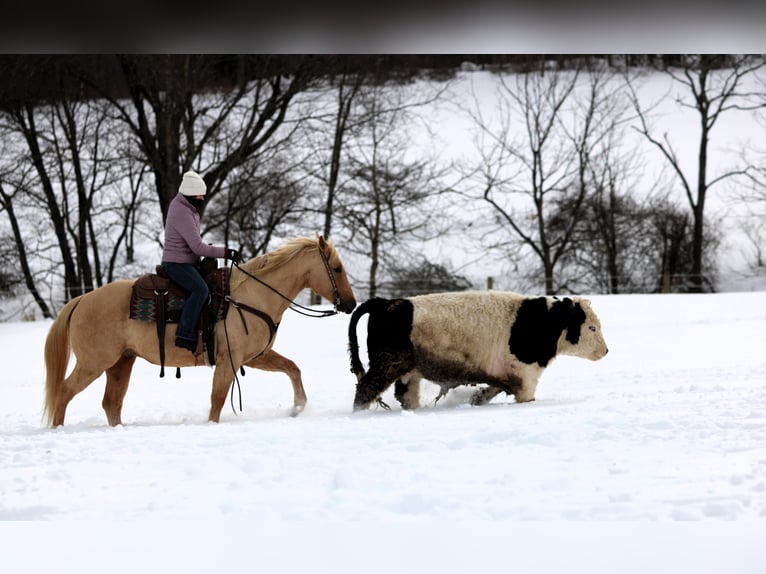 American Quarter Horse Wallach 9 Jahre 152 cm Palomino in Clarion