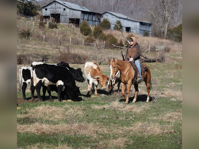 American Quarter Horse Wallach 9 Jahre 152 cm Palomino in Mount Vernon