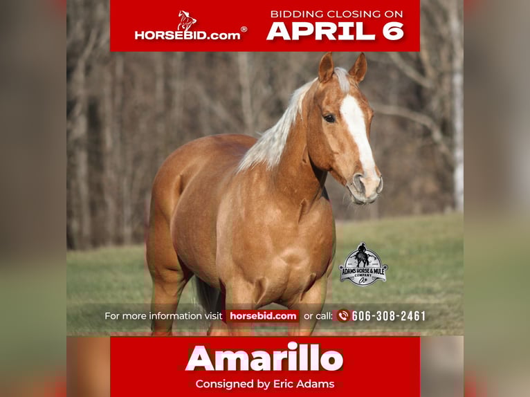 American Quarter Horse Wallach 9 Jahre 152 cm Palomino in Mount Vernon