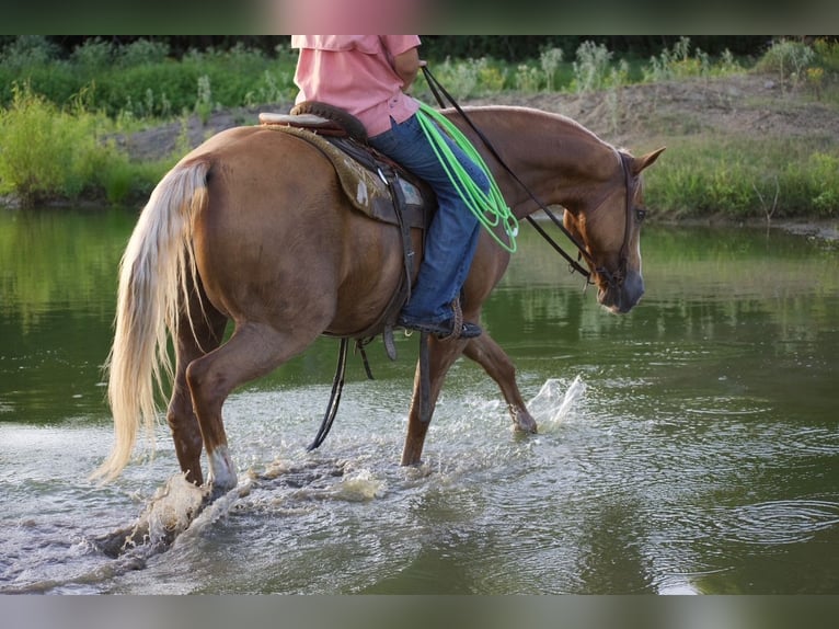 American Quarter Horse Wallach 9 Jahre 152 cm Palomino in Sulphur Springs