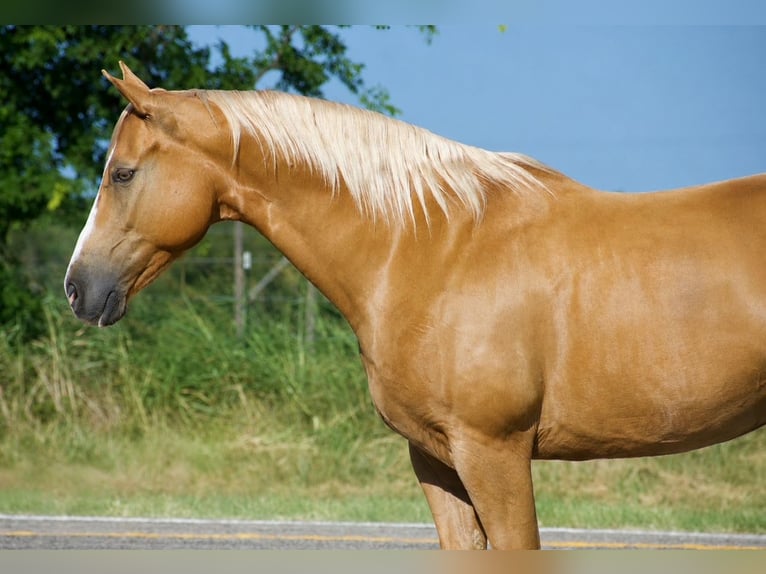 American Quarter Horse Wallach 9 Jahre 152 cm Palomino in Sulphur Springs