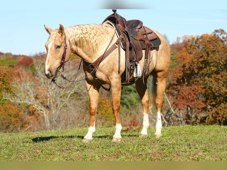 American Quarter Horse Wallach 9 Jahre 152 cm Palomino in Needmore, PA