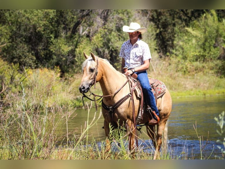 American Quarter Horse Wallach 9 Jahre 152 cm Palomino in Waterford, CA