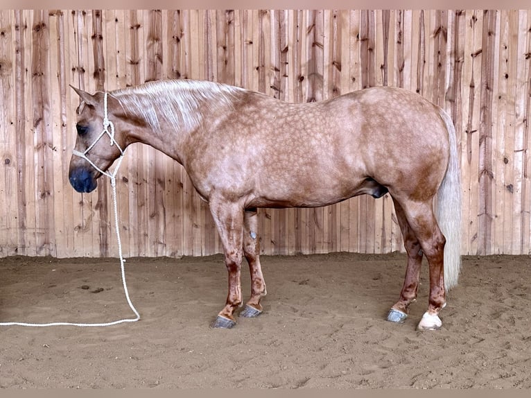 American Quarter Horse Wallach 9 Jahre 152 cm Palomino in Holland, IA
