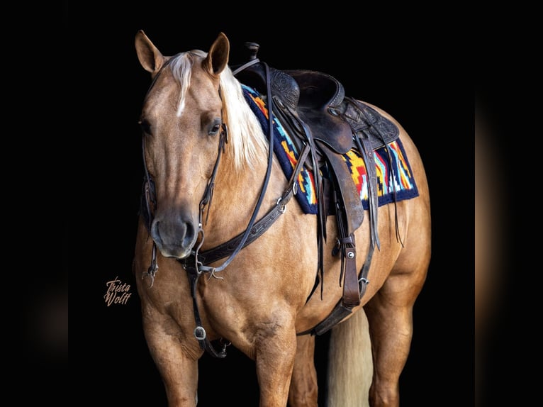 American Quarter Horse Wallach 9 Jahre 152 cm Palomino in Holland, IA