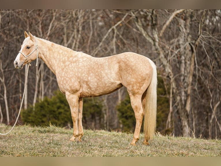 American Quarter Horse Wallach 9 Jahre 152 cm Palomino in Santa Fe TN