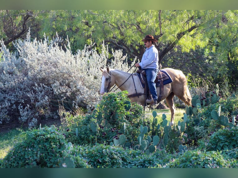 American Quarter Horse Wallach 9 Jahre 152 cm Palomino in Stephenvillle TX