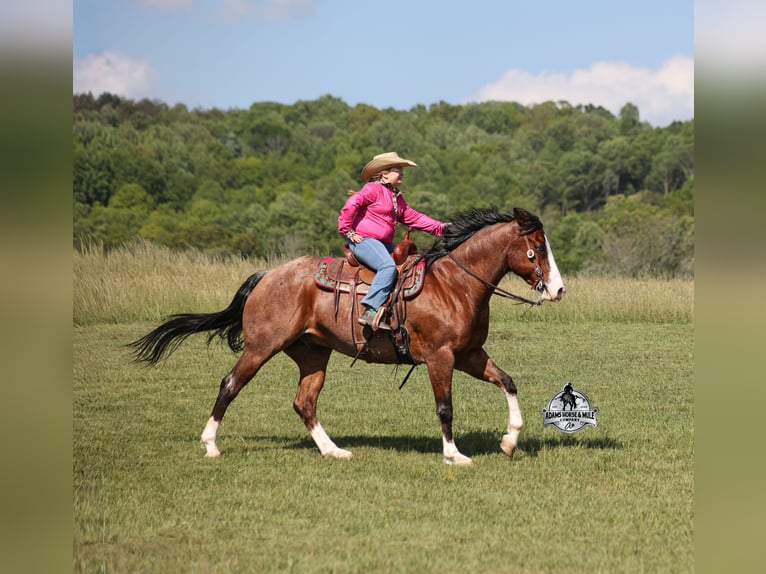 American Quarter Horse Wallach 9 Jahre 152 cm  in Mount Vernon