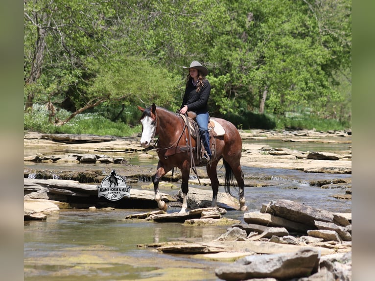 American Quarter Horse Wallach 9 Jahre 152 cm  in Mount Vernon