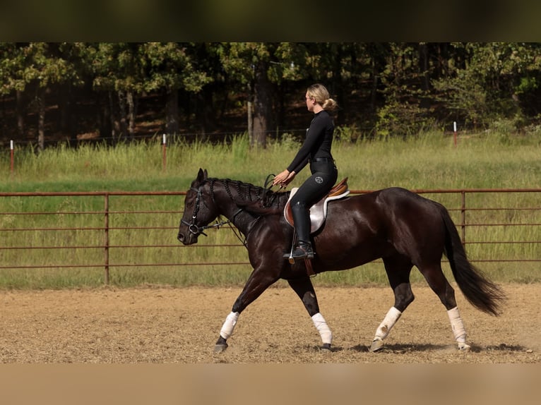 American Quarter Horse Wallach 9 Jahre 152 cm Rappe in Quitman