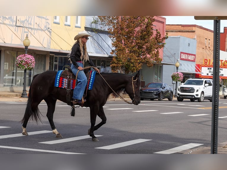 American Quarter Horse Wallach 9 Jahre 152 cm Rappe in Quitman