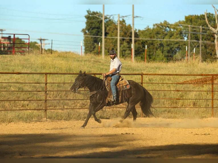 American Quarter Horse Wallach 9 Jahre 152 cm Rappe in Quitman