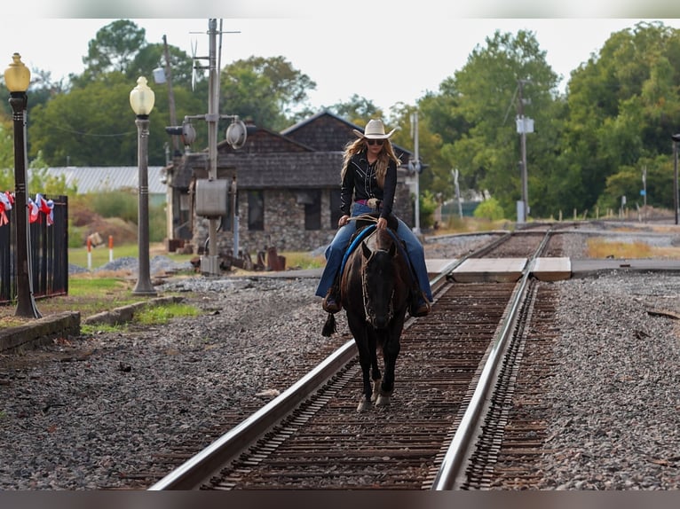 American Quarter Horse Wallach 9 Jahre 152 cm Rappe in Quitman