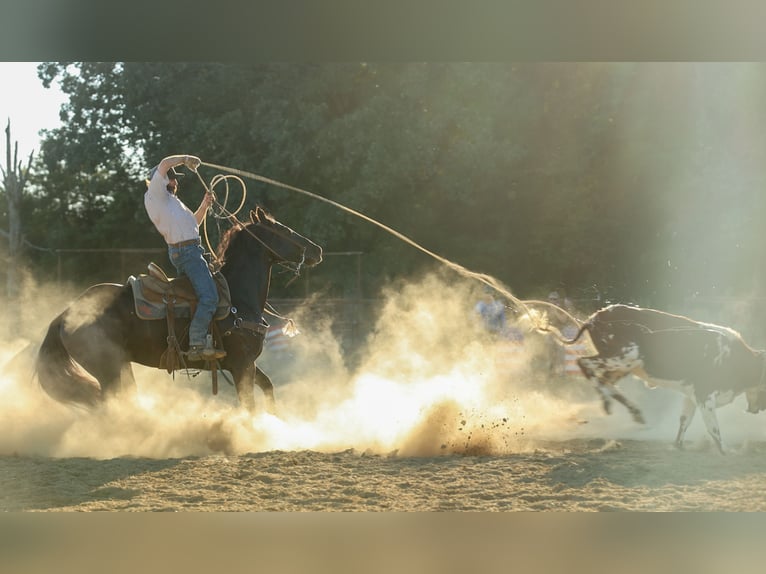 American Quarter Horse Wallach 9 Jahre 152 cm Rappe in Quitman