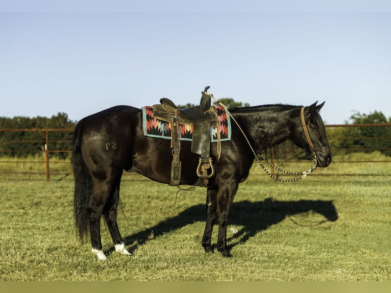 American Quarter Horse Wallach 9 Jahre 152 cm Rappe in Quitman