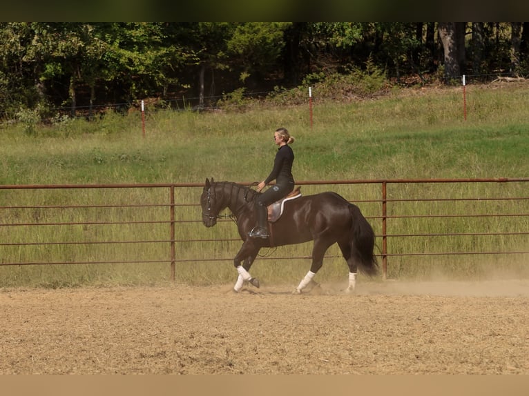 American Quarter Horse Wallach 9 Jahre 152 cm Rappe in Quitman
