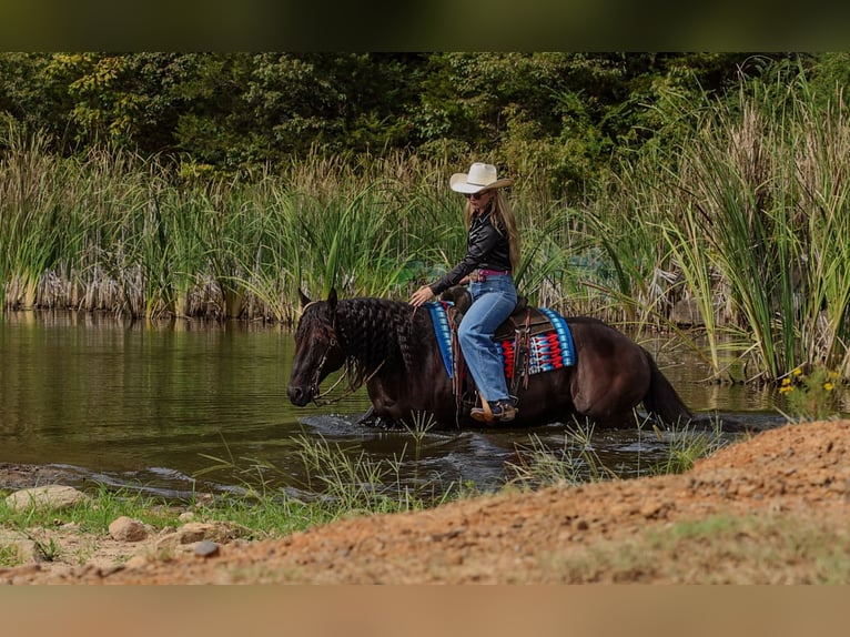 American Quarter Horse Wallach 9 Jahre 152 cm Rappe in Quitman
