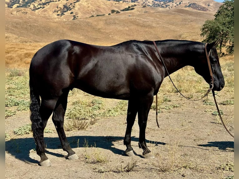 American Quarter Horse Wallach 9 Jahre 152 cm Rappe in Paicines CA