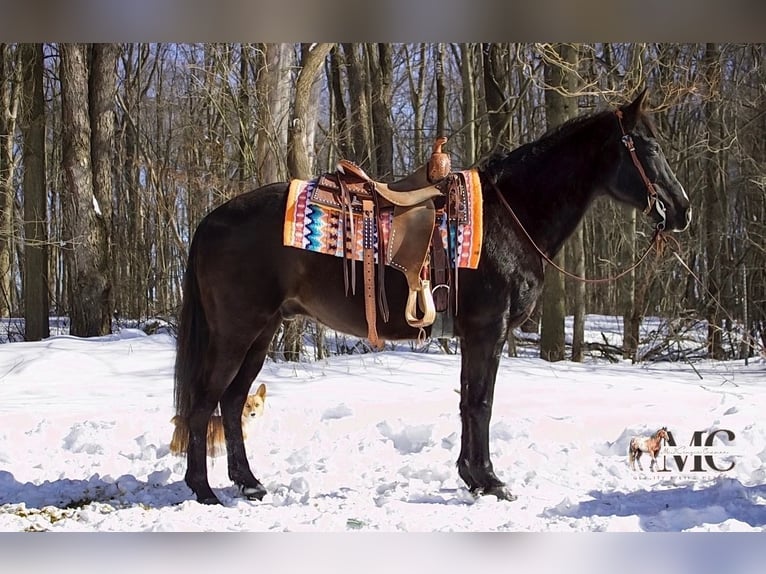 American Quarter Horse Wallach 9 Jahre 152 cm Rappe in North Bloomfield