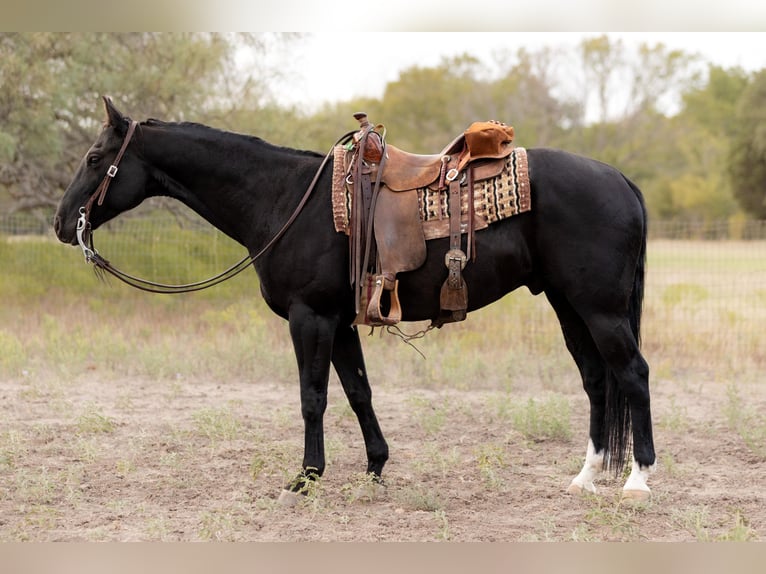 American Quarter Horse Wallach 9 Jahre 152 cm Rappe in Weatherford TX