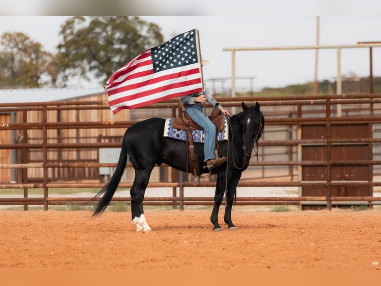 American Quarter Horse Wallach 9 Jahre 152 cm Rappe in Weatherford TX
